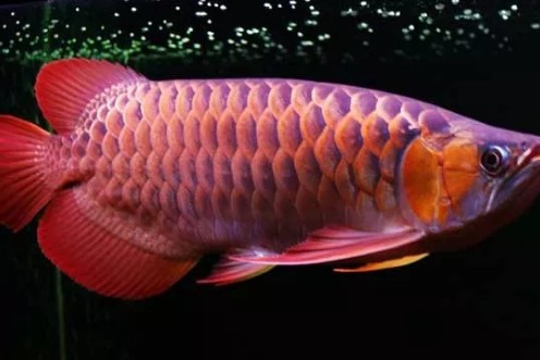 龍魚的品相怎么看出來好不好
