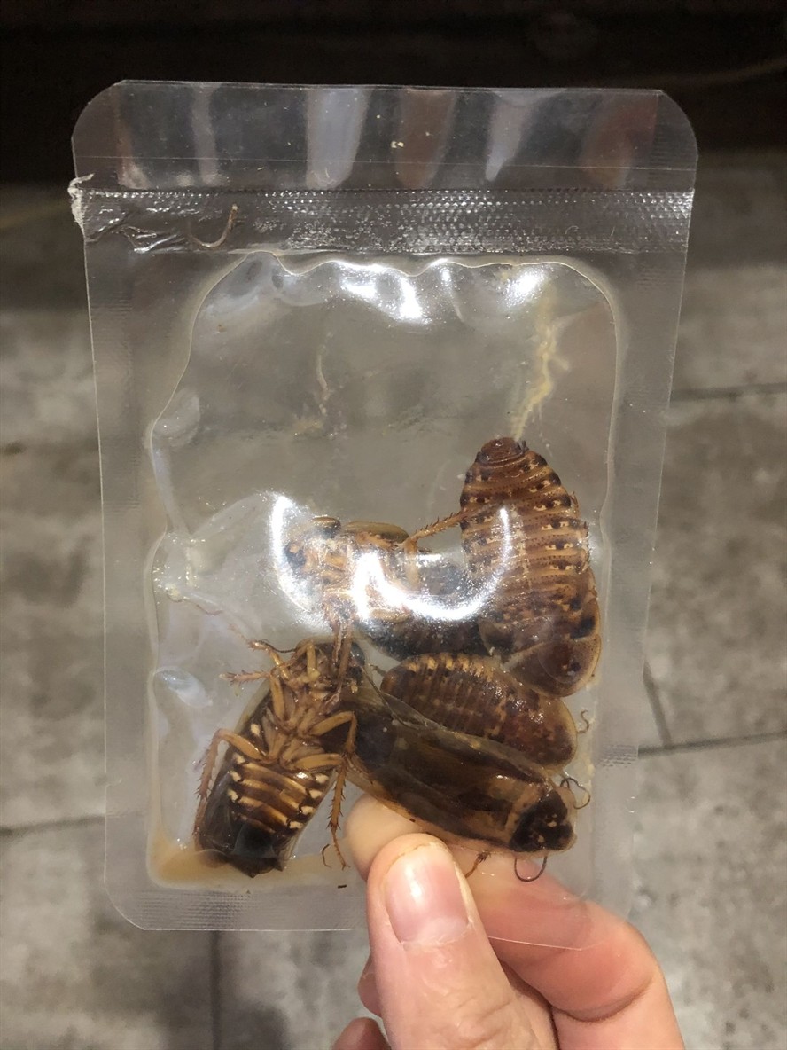 缺德店家買的蟑螂全部臭了包裝通通漏氣