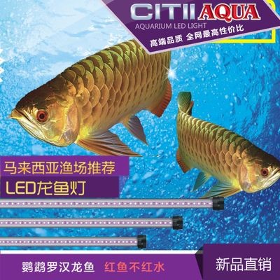 中山龍魚vs祥龍魚場(chǎng)（中山龍魚與祥龍魚場(chǎng)之間有什么關(guān)系？）