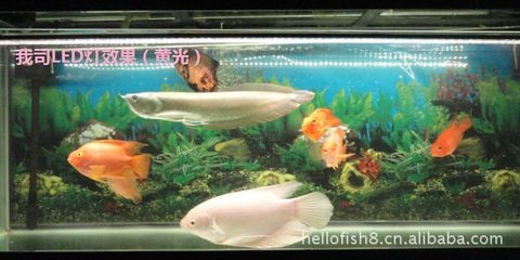中山龍魚vs祥龍魚場(chǎng)（中山龍魚與祥龍魚場(chǎng)之間有什么關(guān)系？）