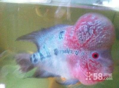 中山龍魚vs祥龍魚場(chǎng)（中山龍魚與祥龍魚場(chǎng)之間有什么關(guān)系？）