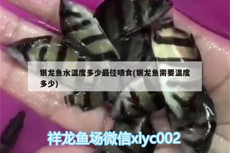 銀龍魚水溫度多少最佳喂食(銀龍魚需要溫度多少)