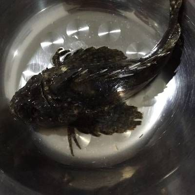 虎魚吃蝦肉嗎：虎魚確實吃蝦肉，但喂食蝦肉時要注意衛生和適量原則 虎魚吃蝦肉嗎：虎魚確實吃蝦肉，但喂食蝦肉時要注意衛生和適量原則 虎魚百科 第2張