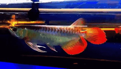 紅龍魚鰭長白色的小包