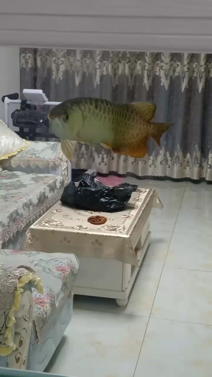 豐澤區妙妙觀賞魚店