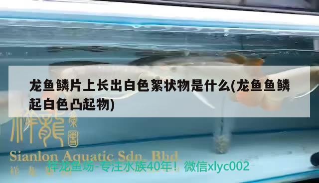 龍魚鱗片上長出白色絮狀物是什么(龍魚魚鱗起白色凸起物) 龍魚鱗片上長出白色絮狀物是什么(龍魚魚鱗起白色凸起物) 魟魚百科