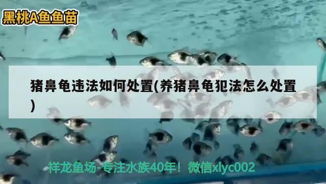 豬鼻龜違法如何處置(養豬鼻龜犯法怎么處置)