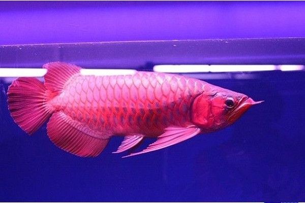 紅龍魚(yú)如何挑選品種圖解：紅龍魚(yú)如何挑選及種類