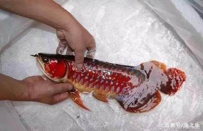 什么紅龍魚最好養(yǎng)殖：什么紅龍魚最好養(yǎng)殖，紅龍魚養(yǎng)殖技巧