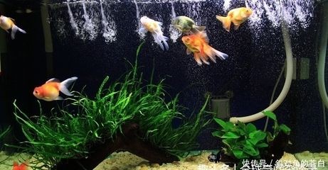 大魚缸金魚養(yǎng)幾條好看：養(yǎng)金魚多少合適？