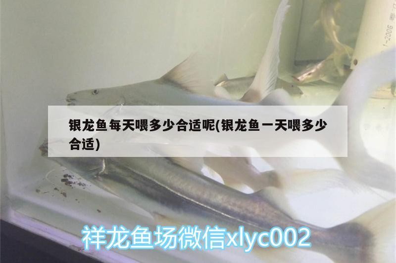 銀龍魚每天喂多少合適呢(銀龍魚一天喂多少合適)