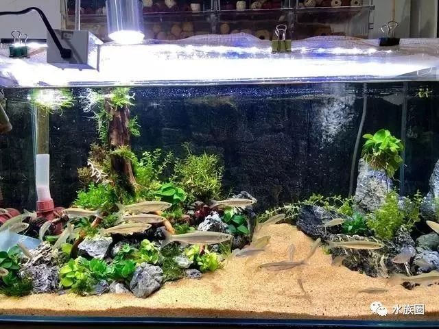 布置生態魚缸：如何布置生態魚缸