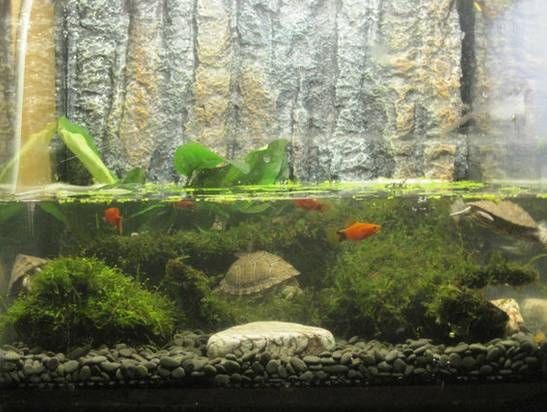 布置生態魚缸：如何布置生態魚缸