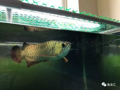 高背和b過背的區別（如何區別高背與b過金龍魚）