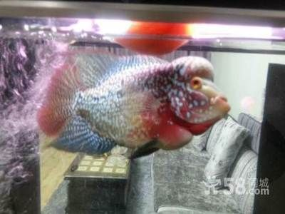 高背和b過背的區別（如何區別高背與b過金龍魚）