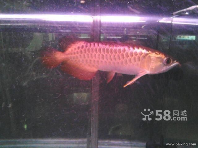 高背和b過背的區別（如何區別高背與b過金龍魚）