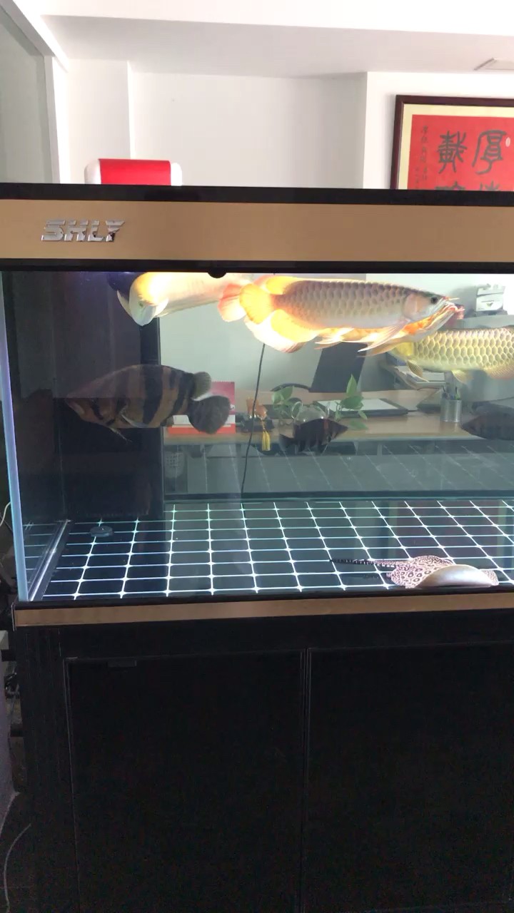 每日一曬好舒服 每日一曬好舒服 魟魚百科 第1張