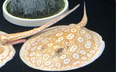 如何辨別魟魚真偽：如何辨別魟魚的真偽