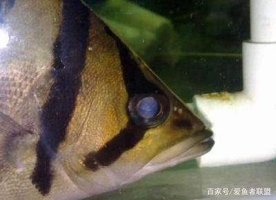 虎魚輕微蒙眼怎么治療：虎魚蒙眼怎么治療
