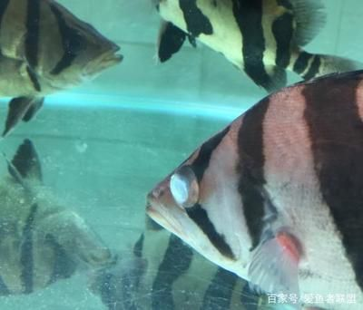 虎魚輕微蒙眼怎么治療：虎魚蒙眼怎么治療