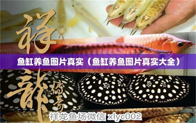 魚缸內長褐藻可以用什么魚消除呢視頻