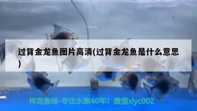 過(guò)背金龍魚(yú)圖片高清(過(guò)背金龍魚(yú)是什么意思)