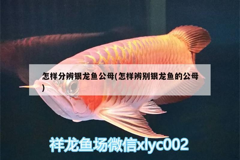 怎樣分辨銀龍魚公母(怎樣辨別銀龍魚的公母) 怎樣分辨銀龍魚公母(怎樣辨別銀龍魚的公母) 銀龍魚百科