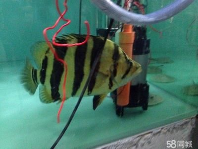 虎魚可以長到多大：虎魚的最大尺寸可以達到60厘米，但虎魚可以長到多大