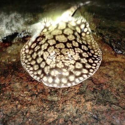 龍魚身上長刺是什么情況vs祥龍魚場：\"龍魚身上長刺\"是什么情況vs祥龍魚場
