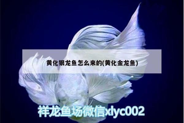龍魚身上長刺是什么情況vs祥龍魚場：\"龍魚身上長刺\"是什么情況vs祥龍魚場