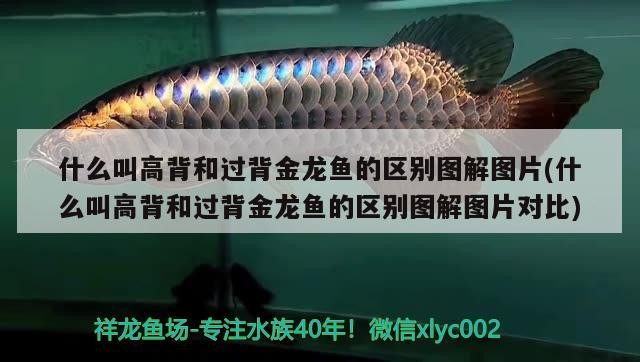 什么叫高背和過背金龍魚的區別圖解圖片(什么叫高背和過背金龍魚的區別圖解圖片對比)