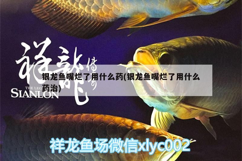 銀龍魚嘴爛了用什么藥(銀龍魚嘴爛了用什么藥治)