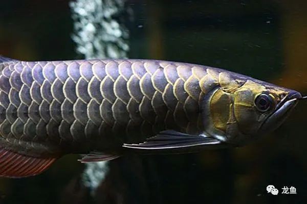 極具觀賞價值-過背金龍魚