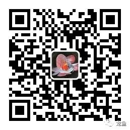 極具觀賞價值-過背金龍魚