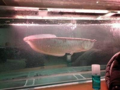 天津龍魚vs祥龍魚場(天津龍魚與祥龍魚場的關系) 全國水族館企業名錄 第5張 天津龍魚vs祥龍魚場(天津龍魚與祥龍魚場的關系) 天津龍魚vs祥龍魚場(天津龍魚與祥龍魚場的關系) 全國水族館企業名錄 第5張