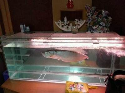 天津龍魚vs祥龍魚場(天津龍魚與祥龍魚場的關系) 全國水族館企業名錄 第6張 天津龍魚vs祥龍魚場(天津龍魚與祥龍魚場的關系) 天津龍魚vs祥龍魚場(天津龍魚與祥龍魚場的關系) 全國水族館企業名錄 第6張