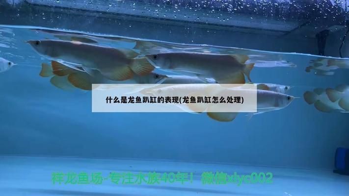 龍魚趴缸是怎么回事vs祥龍魚場：如何預防龍魚趴缸現象