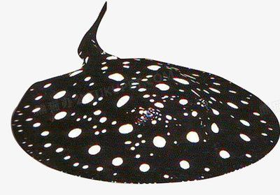 魟魚拼音：魟魚的拼音是“hongyu”