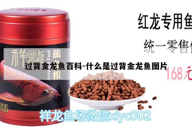 過背金龍魚百科:什么是過背金龍魚圖片