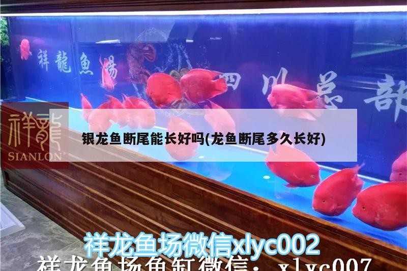 銀龍魚斷尾能長好嗎(龍魚斷尾多久長好)