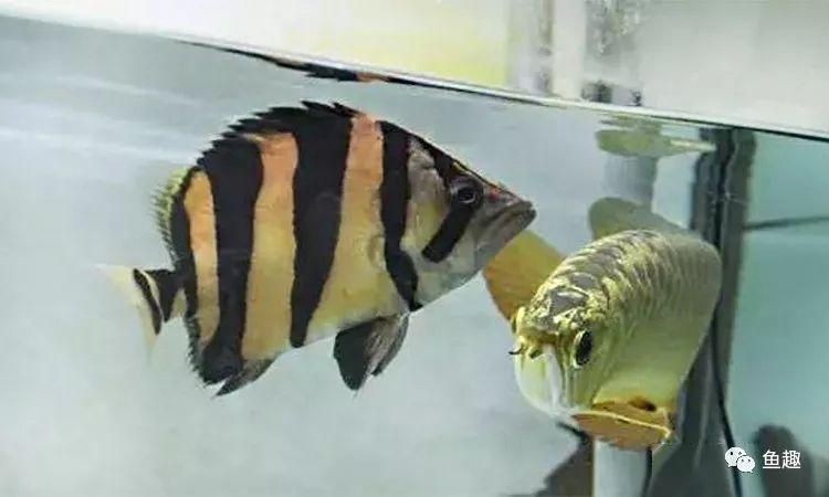 虎魚單養一條還是兩條好：決定虎魚單養或群養或群養時需要考慮多種因素