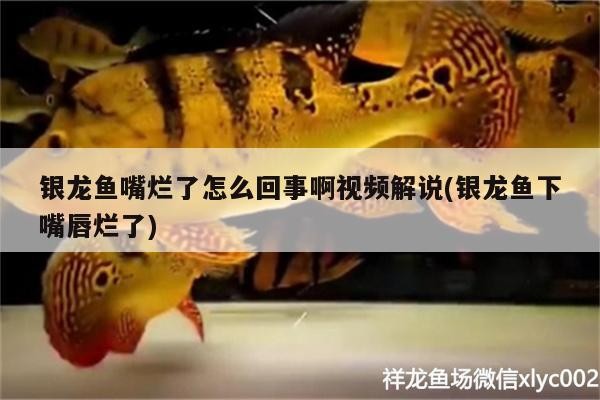 銀龍魚嘴爛了怎么回事啊視頻解說(銀龍魚下嘴唇爛了)