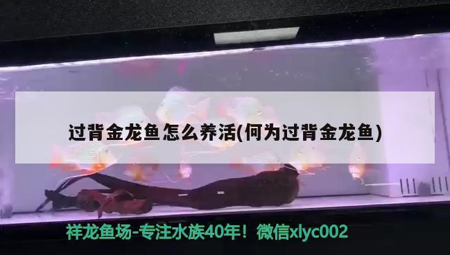 過背金龍魚怎么養(yǎng)活(何為過背金龍魚)