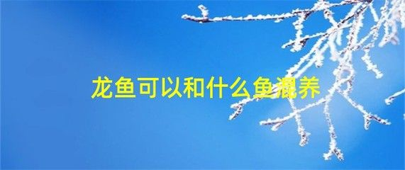 魟魚不吃食怎么治療：魟魚不吃食怎么辦