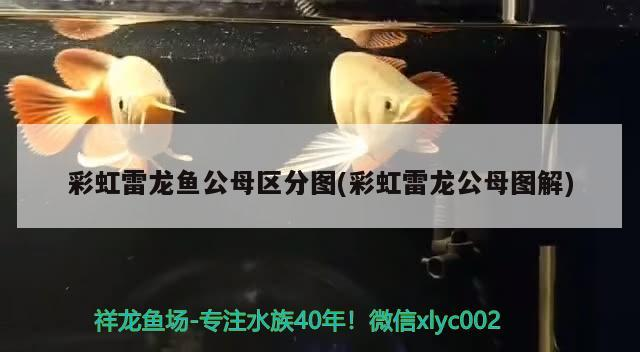 黑魚怎么養在魚缸里放多少水（黑魚如何在魚缸里養）