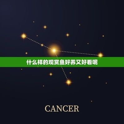 金頭過背金龍魚和24k【除了貓狗還有哪些適宜做寵物】
