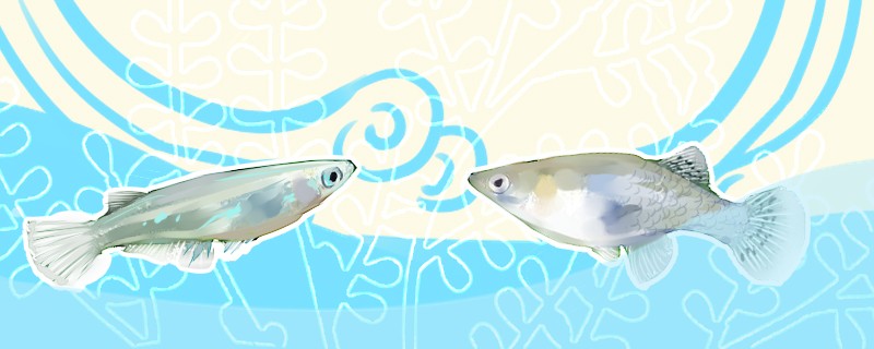 青鳉魚和食蚊魚有什么區(qū)別可以混養(yǎng)嗎