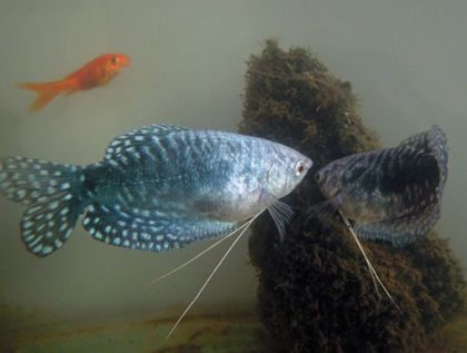 魟魚能混養什么魚類：魟魚是一種適合混養的魚類 魟魚能混養什么魚類：魟魚是一種適合混養的魚類 魟魚百科 第2張