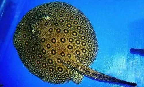 魟魚很容易死嗎為什么不能吃：魟魚并不是一種容易死亡的魚類，它們對水質和水溫有一定的要求