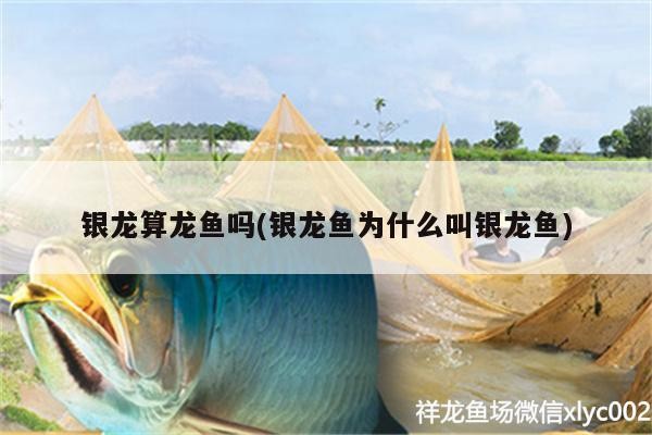 銀龍算龍魚嗎(銀龍魚為什么叫銀龍魚)